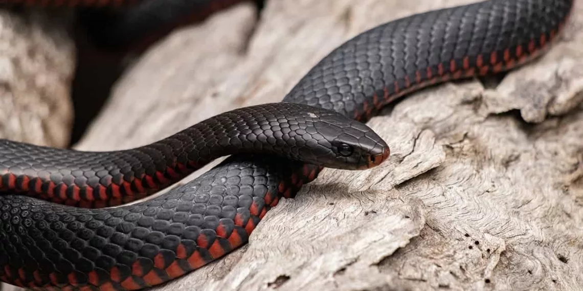 cobra preta c