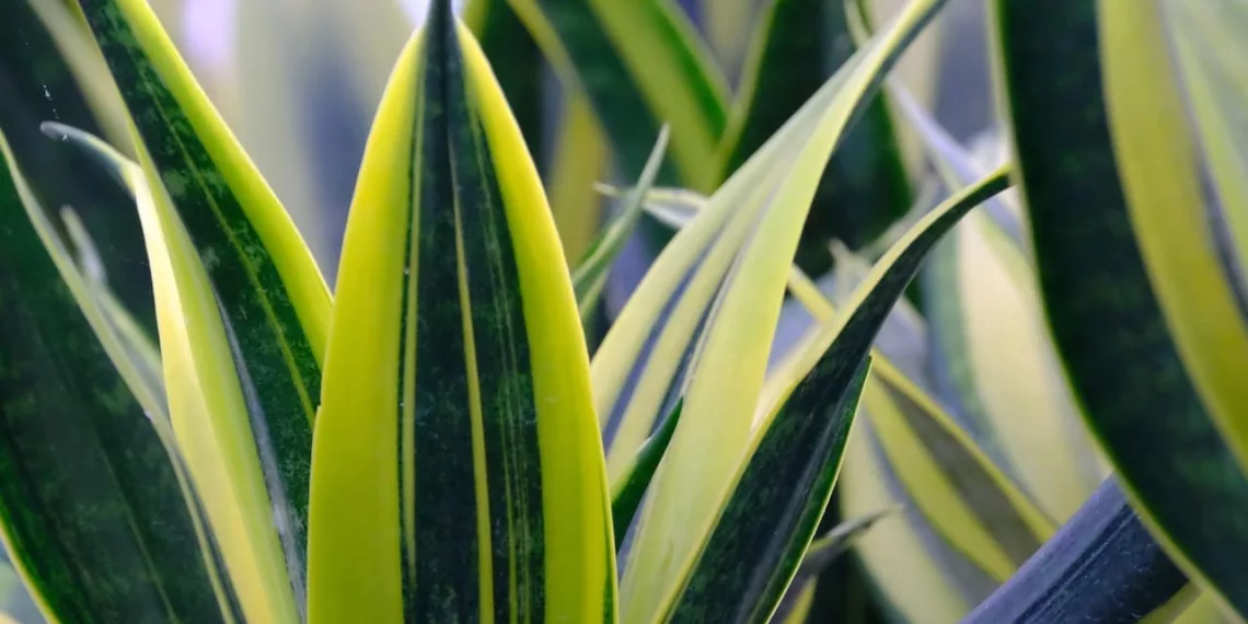 sansevieria 7385720 1280 jpg
