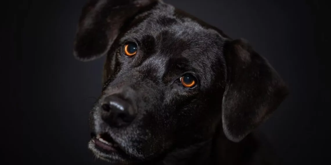 cachorro preto jpg