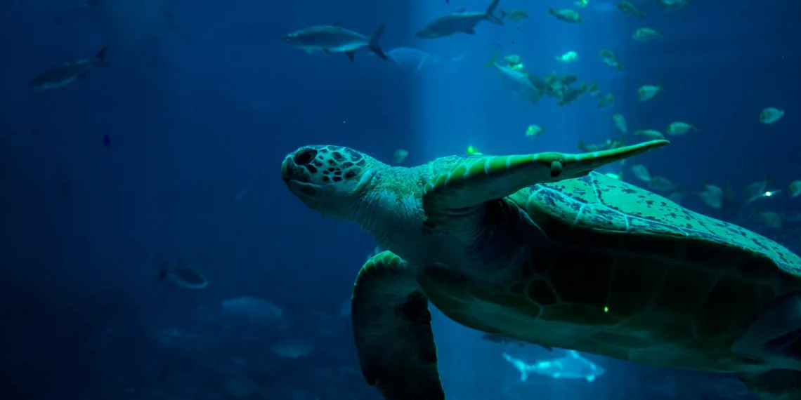 Mundo das Tartarugas Marinhas capa