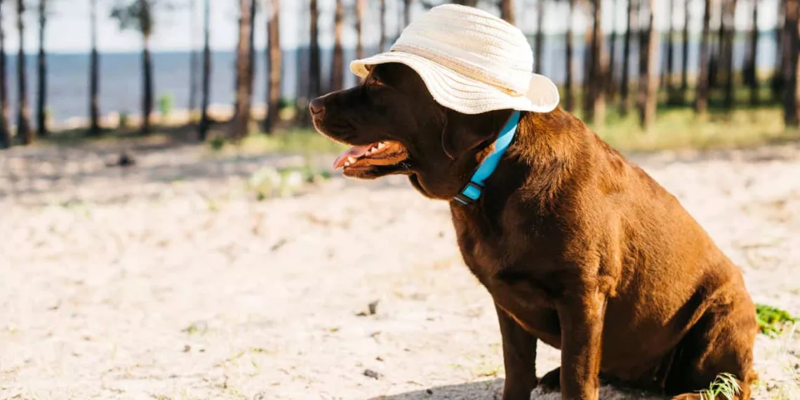cachorro calor
