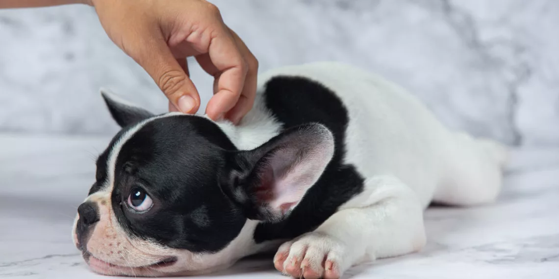 cachorro cocando