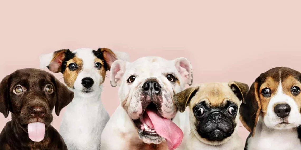 cachorros