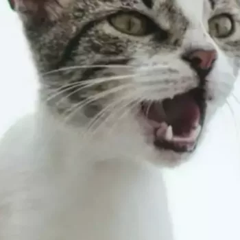 cropped-Gato-Mia-e1732582450568-780x470.jpg.webp