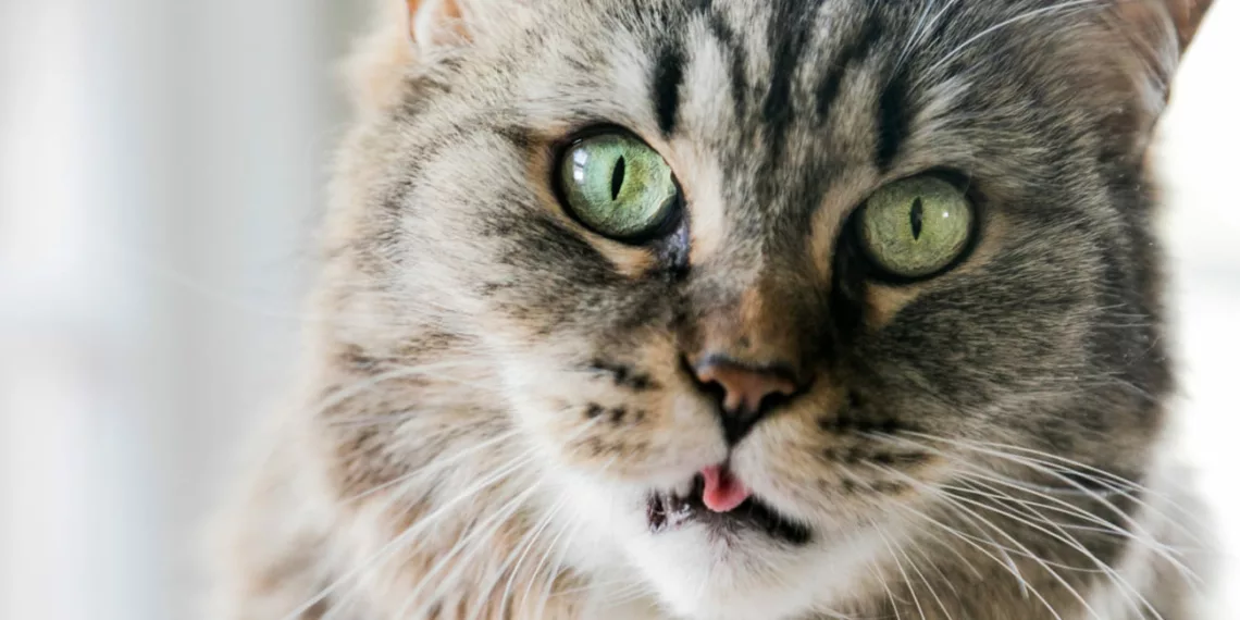 gato bravo 1