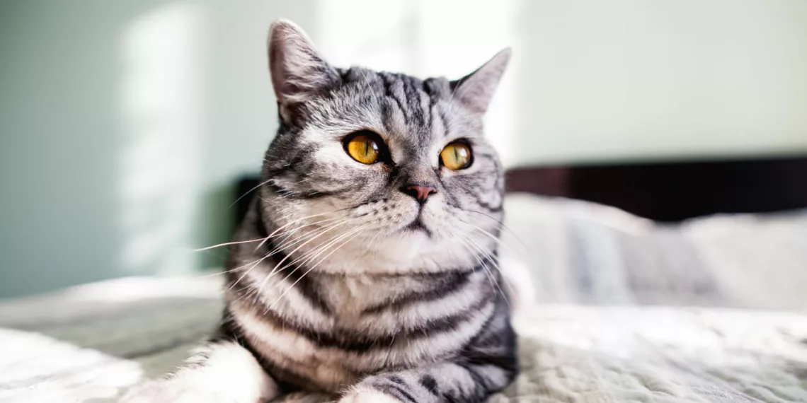 gato malhado 1