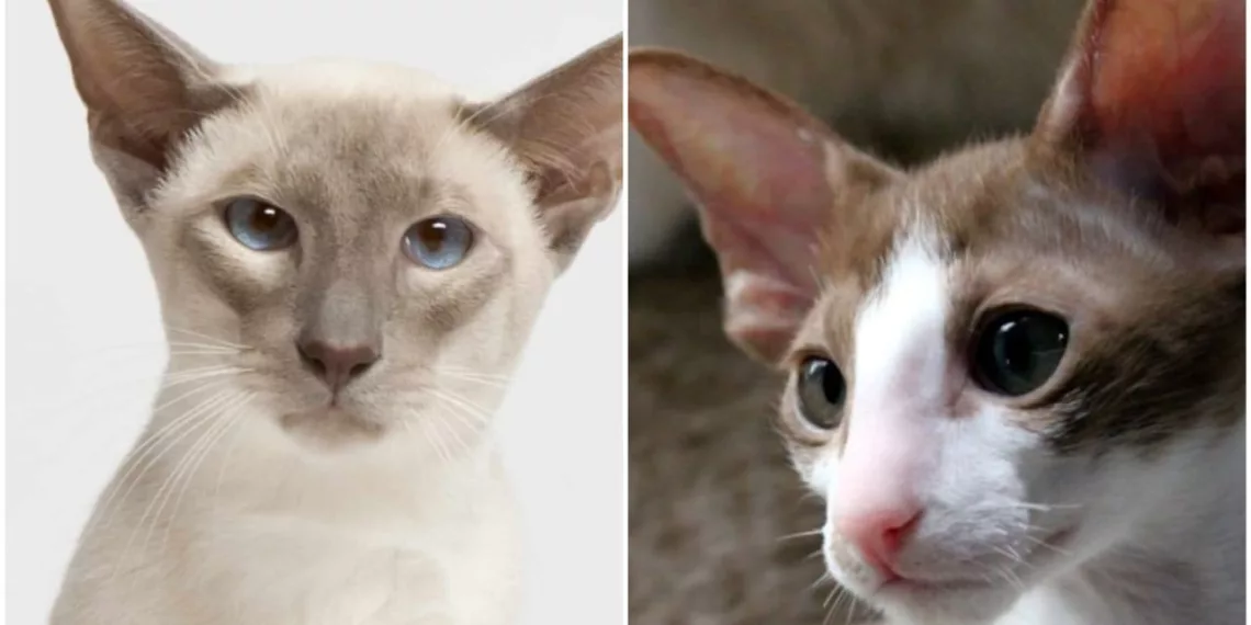 gato siames cp