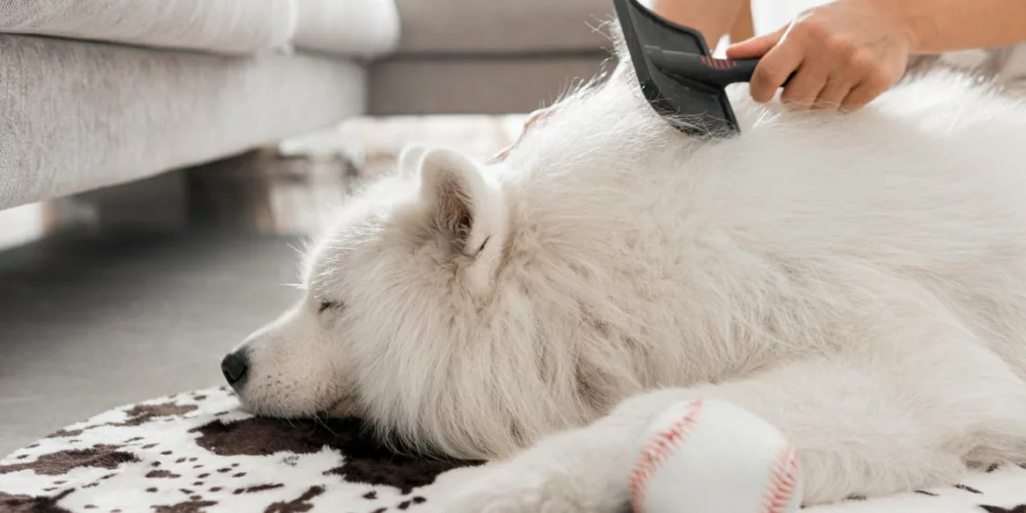 cachorro 1 - Pelos de pet pela casa? Veja 4 truques práticos para manter o lar limpinho e com o charme intacto