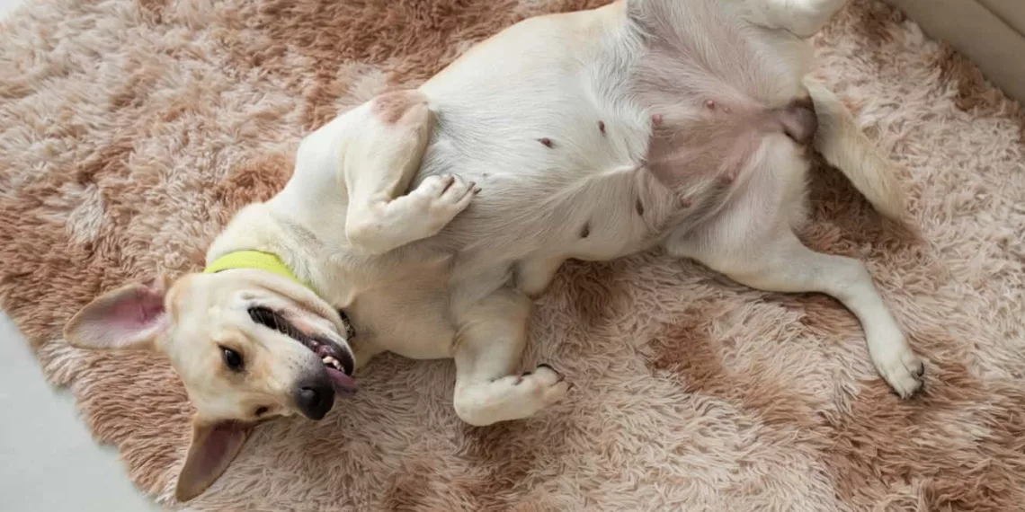 cachorro barriga 1 - Cachorro dormindo de barriga para cima? Entenda o que isso revela sobre ele (e sobre você!)