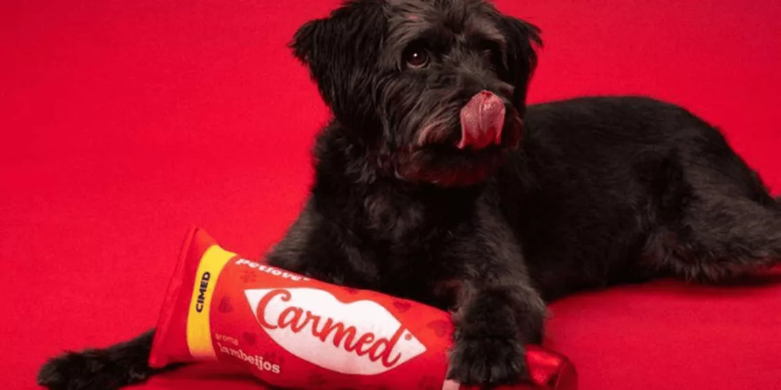 carmed caes - Hidratante labial para cães? Petlove e Carmed lançam Carmed “lambeijos”