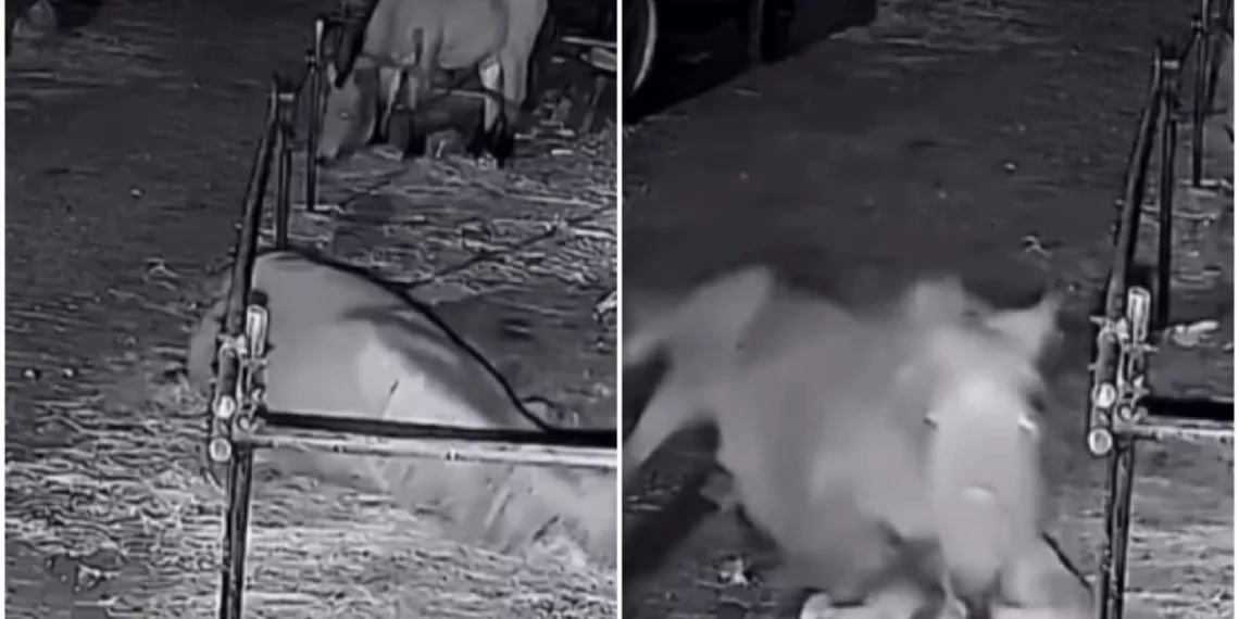 cavalo rolando 1 - Cavalo surpreende ao escapar de cercado com habilidade impressionante