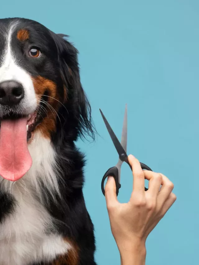 Banho e Tosa: Como Cuidar do Seu Pet com Carinho e Saúde
