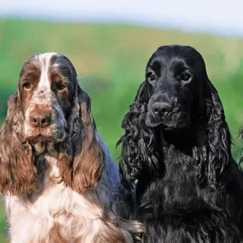 cropped-bp-lot-1-english-cocker-spaniel-couleur-portrait.webp