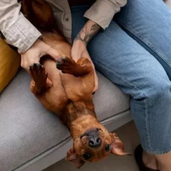 cropped-cachorro-barriga-2.webp