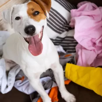cropped-limpeza-pets-1.webp