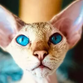 cropped-peterbald-1.webp