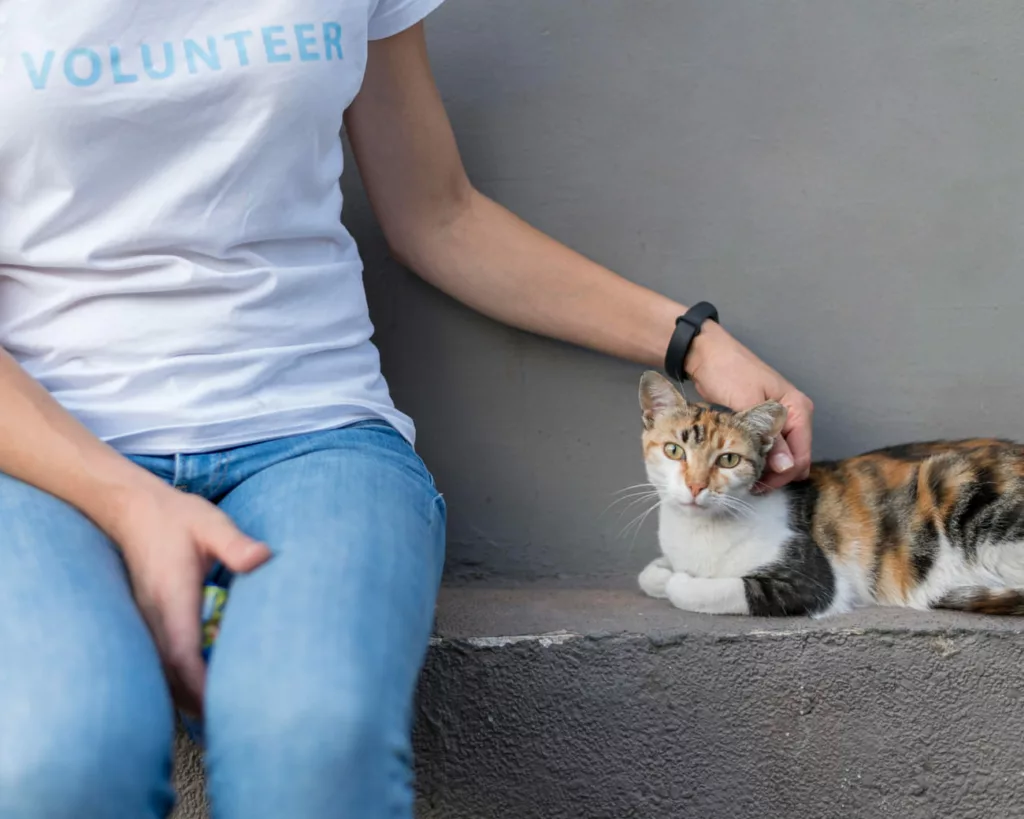 gato 1 - Tratar o pet como filho é exagero? Entenda os limites e afetos dessa relação moderna