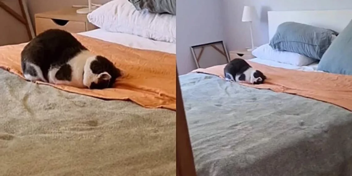 gato dramatico 1 - Gato faz cena digna de novela após levar respingo d’água da tutora