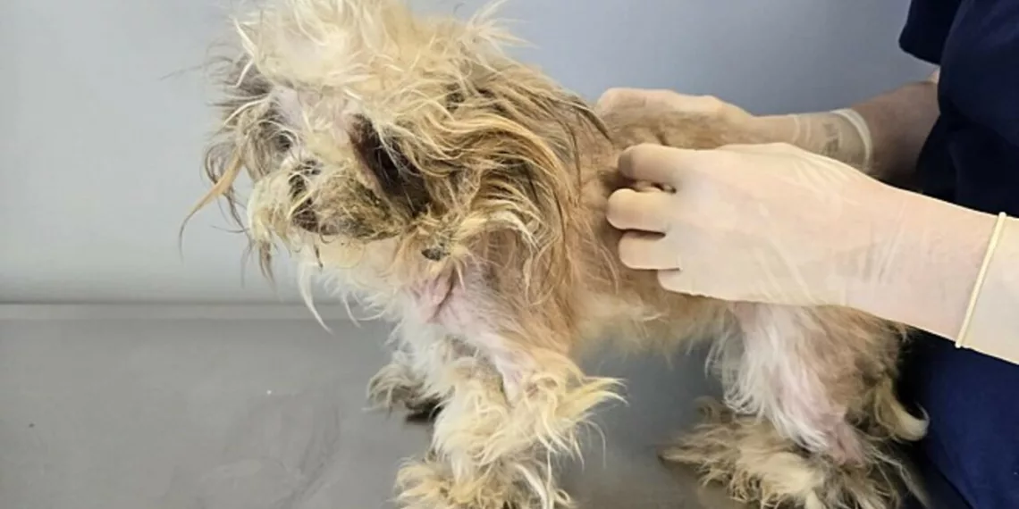 Foto: Pennsylvania SPCA