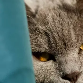 gato estressado