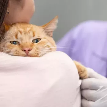 cropped-gato-xixi-2.webp