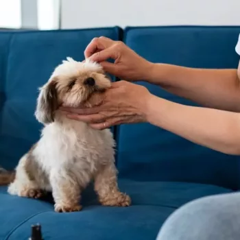 cropped-pet-pulga-1.webp