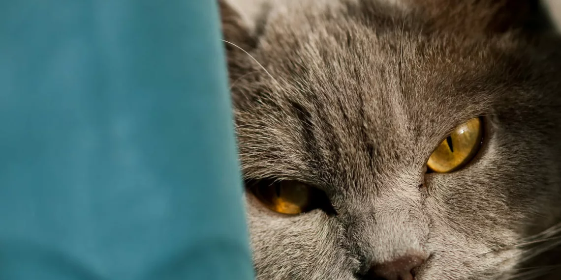 gato estressado