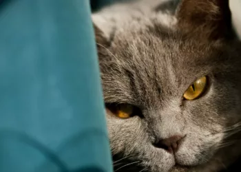 gato estressado