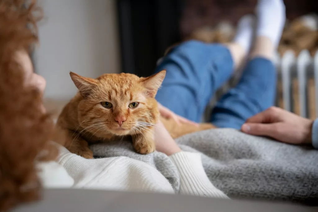 gato estressado 2 - Sinais que mostram que seu gato está estressado — e como ajudar a trazer de volta o equilíbrio emocional dele