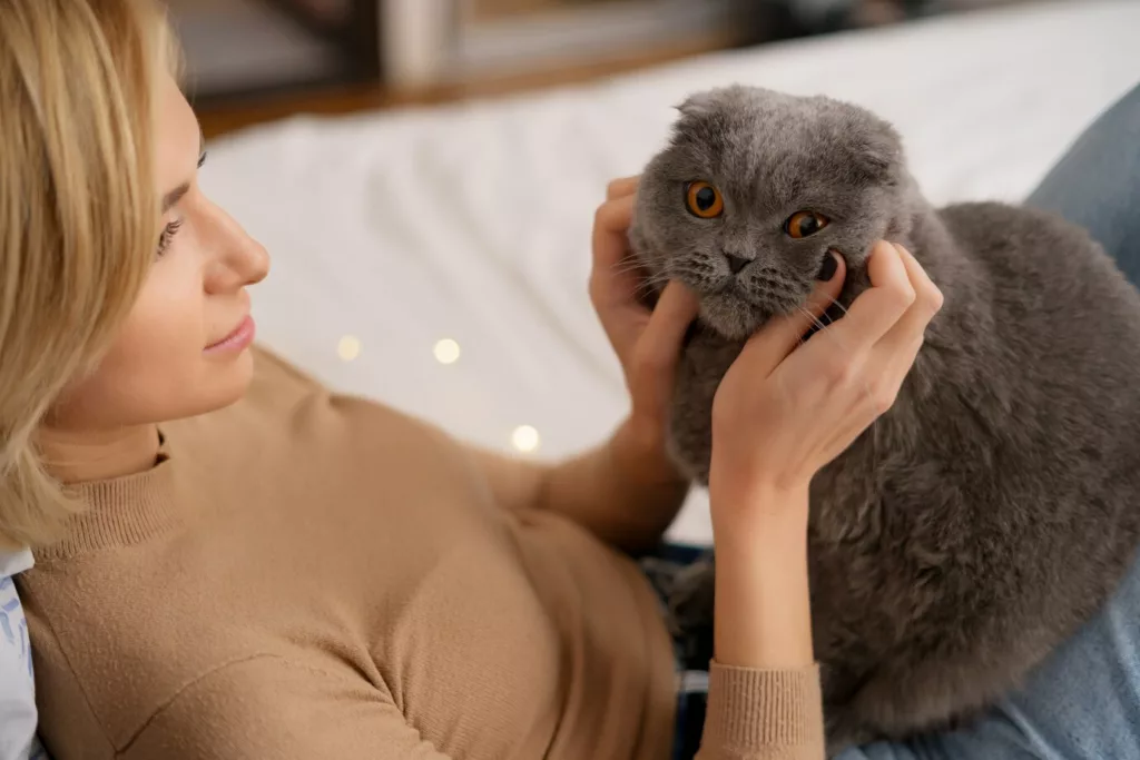 gato estressado 4 - Seu gato some quando chega visita? Entenda o que realmente está por trás desse comportamento