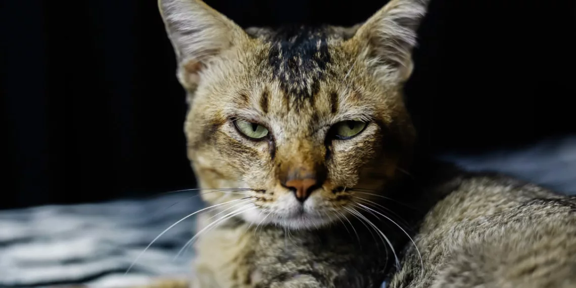 gato rajado