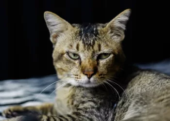 gato rajado
