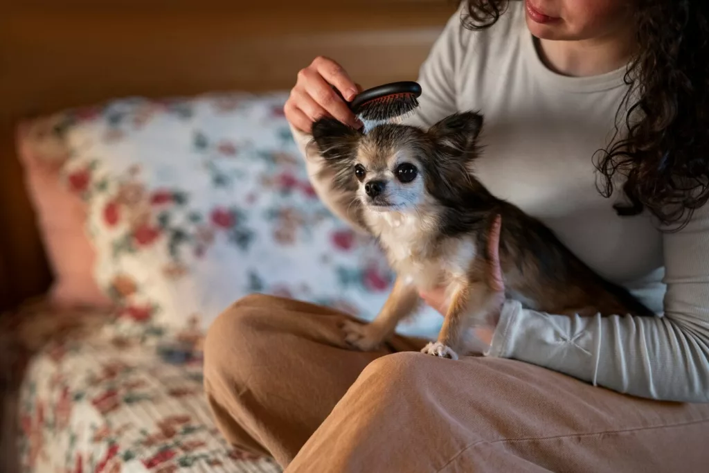 pet pulga 2 - Pulgas e carrapatos: tudo o que você precisa saber para proteger seu pet de vez