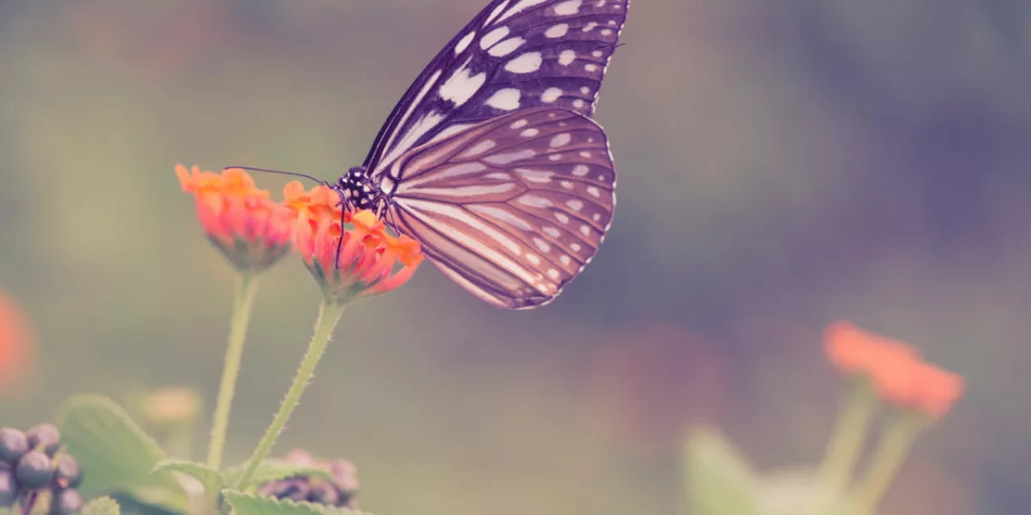 borboleta 1 1 - O significado espiritual da borboleta que aparece na sua casa