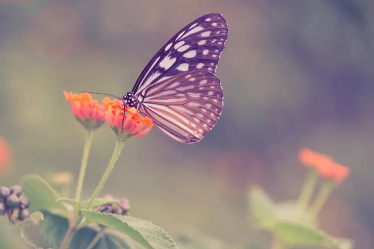 borboleta 1 1 - O significado espiritual da borboleta que aparece na sua casa