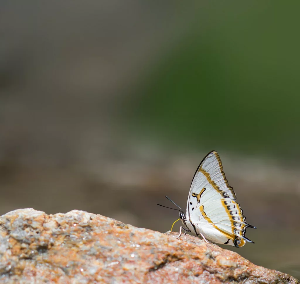 borboleta 2 - O significado espiritual da borboleta que aparece na sua casa