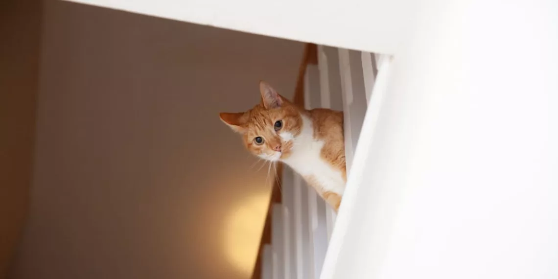 gato assustado 0 - Seu gato some quando chega visita? Entenda o que realmente está por trás desse comportamento