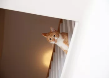 gato assustado 0 - Seu gato some quando chega visita? Entenda o que realmente está por trás desse comportamento