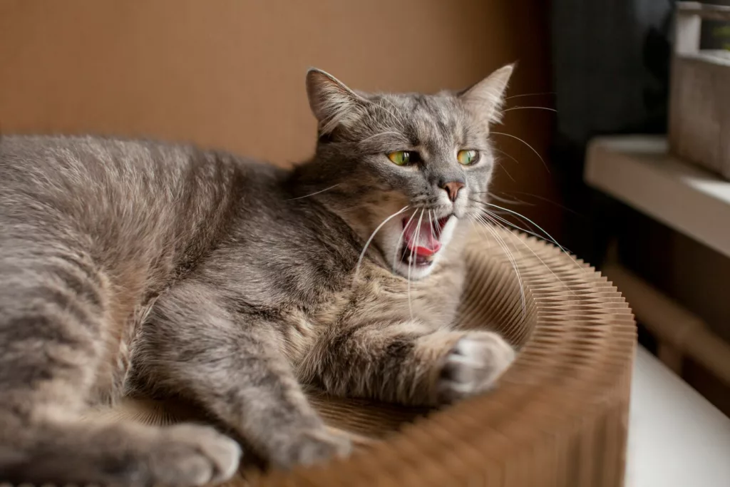 gato assustado 1 - Seu gato some quando chega visita? Entenda o que realmente está por trás desse comportamento