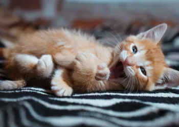 gato filhote - Sonhar com gato filhote: o que esse símbolo doce e misterioso revela sobre sua vida?