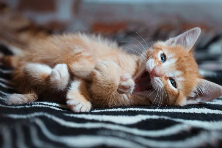gato filhote - Sonhar com gato filhote: o que esse símbolo doce e misterioso revela sobre sua vida?