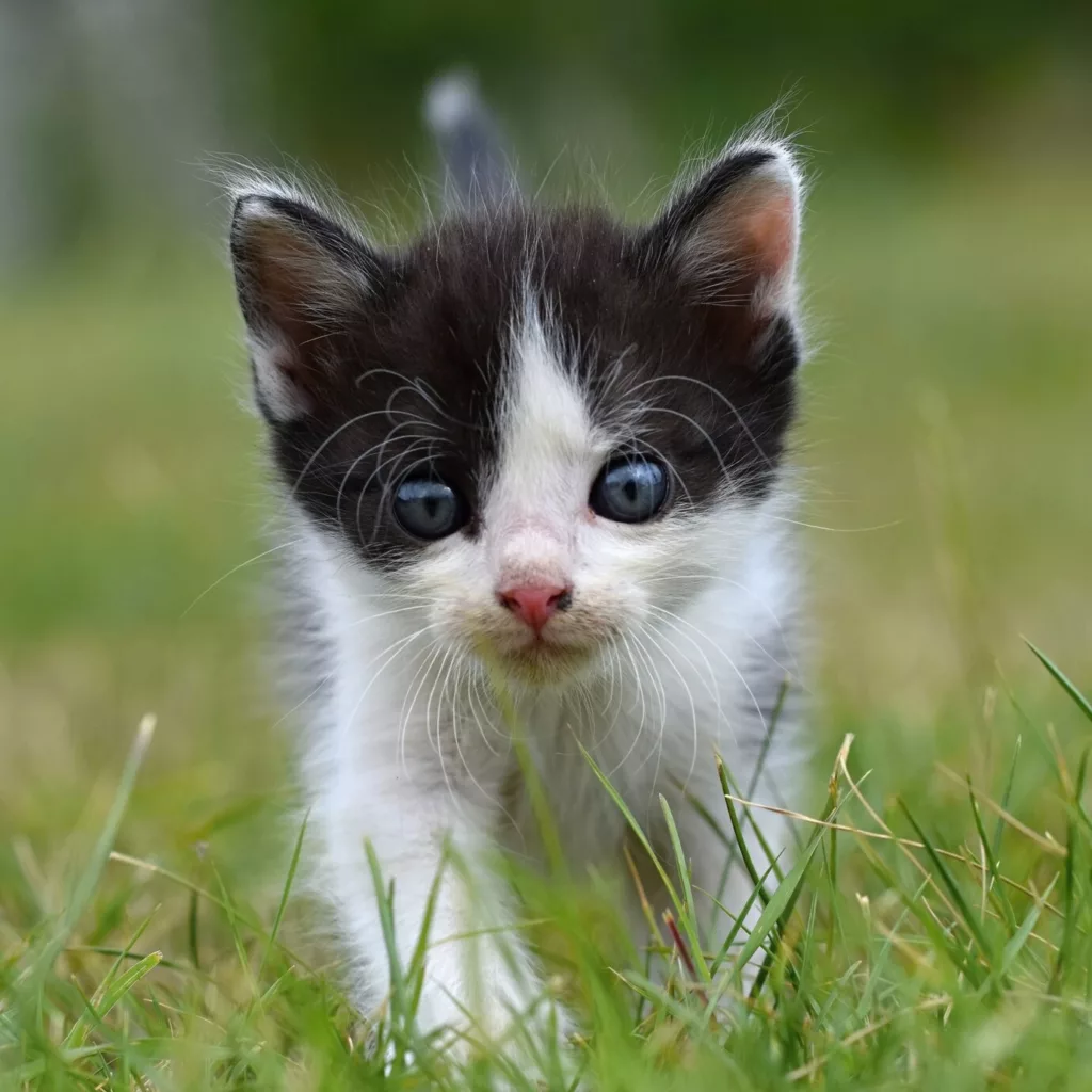 gato filhote1 - Sonhar com gato filhote: o que esse símbolo doce e misterioso revela sobre sua vida?