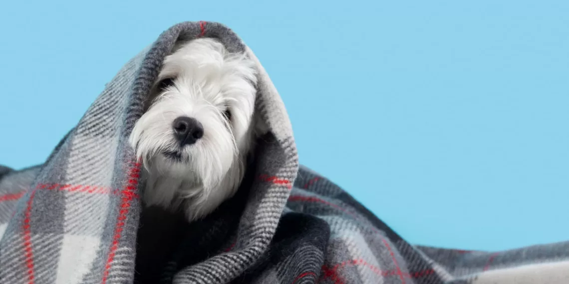 pets frio 1 - Seu pet sente frio! Veja como proteger cães e gatos nos dias gelados