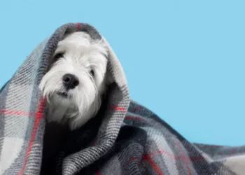 pets frio 1 - Seu pet sente frio! Veja como proteger cães e gatos nos dias gelados
