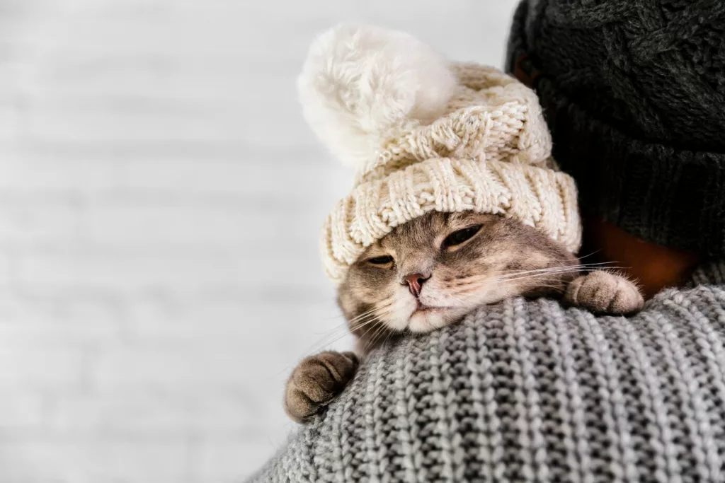 pets frio 3 - Seu pet sente frio! Veja como proteger cães e gatos nos dias gelados