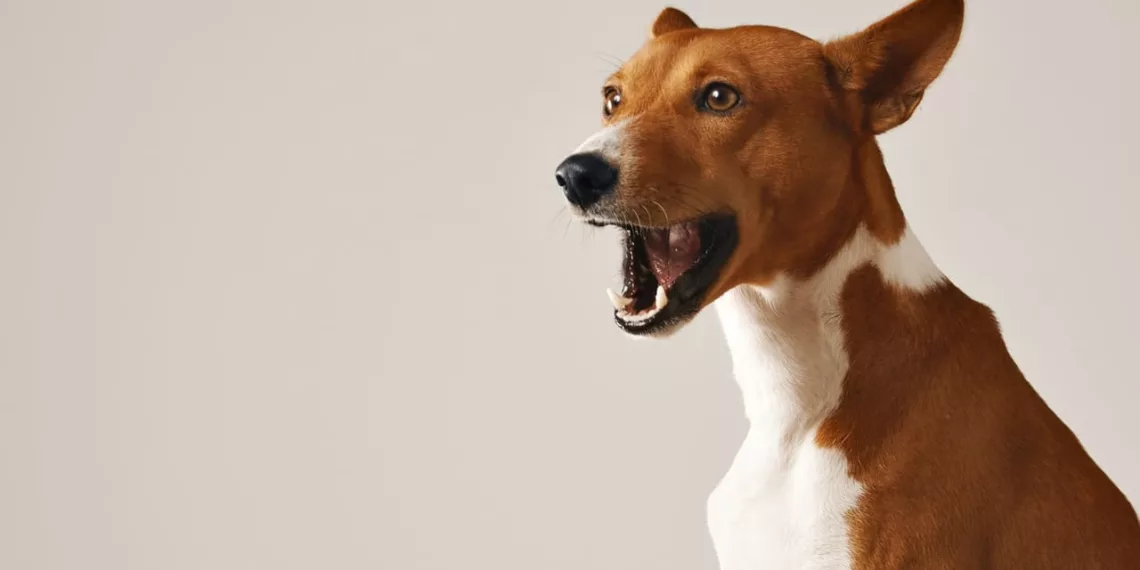 cachorro uivo - Por que os cachorros uivam à noite? O que está por trás desse hábito curioso