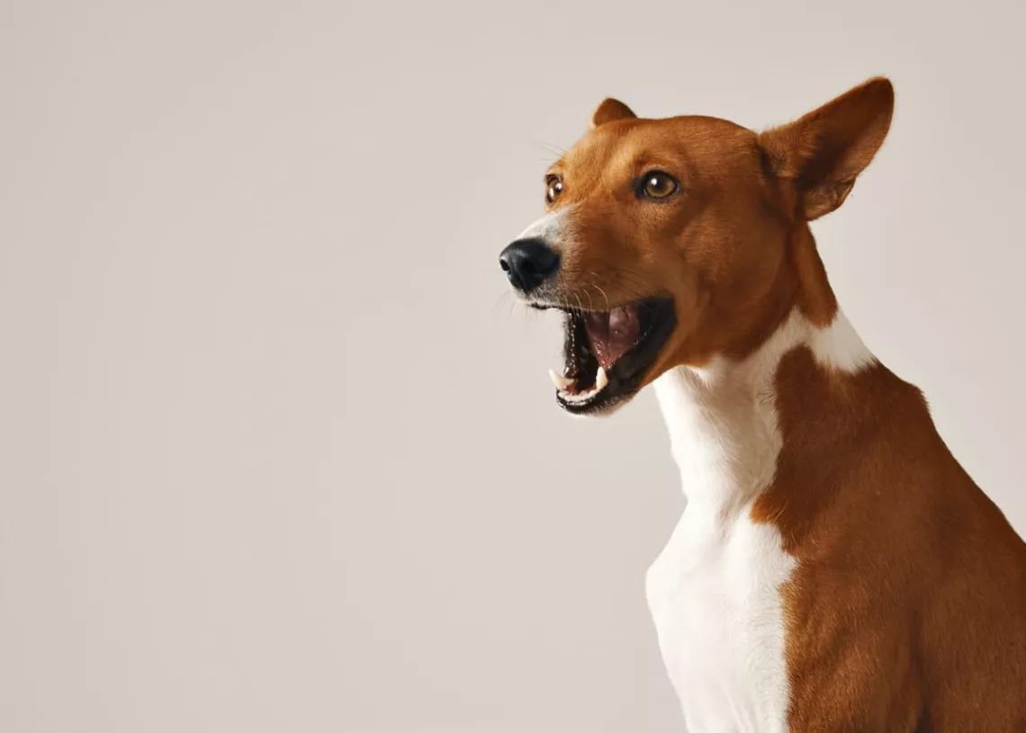 cachorro uivo - Home 1