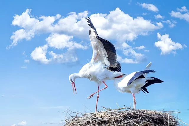 cegonha 01 - A Fascinante Lenda das Cegonhas: Símbolo de Vida, Amor e Fertilidade