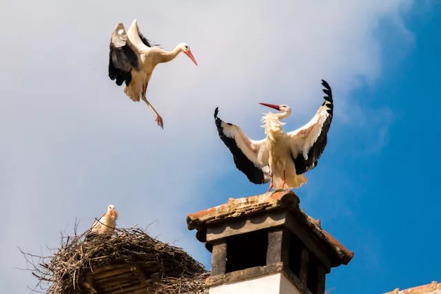cegonha 02 - A Fascinante Lenda das Cegonhas: Símbolo de Vida, Amor e Fertilidade