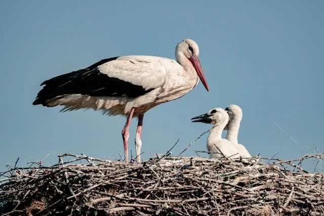 cegonha 03 - A Fascinante Lenda das Cegonhas: Símbolo de Vida, Amor e Fertilidade
